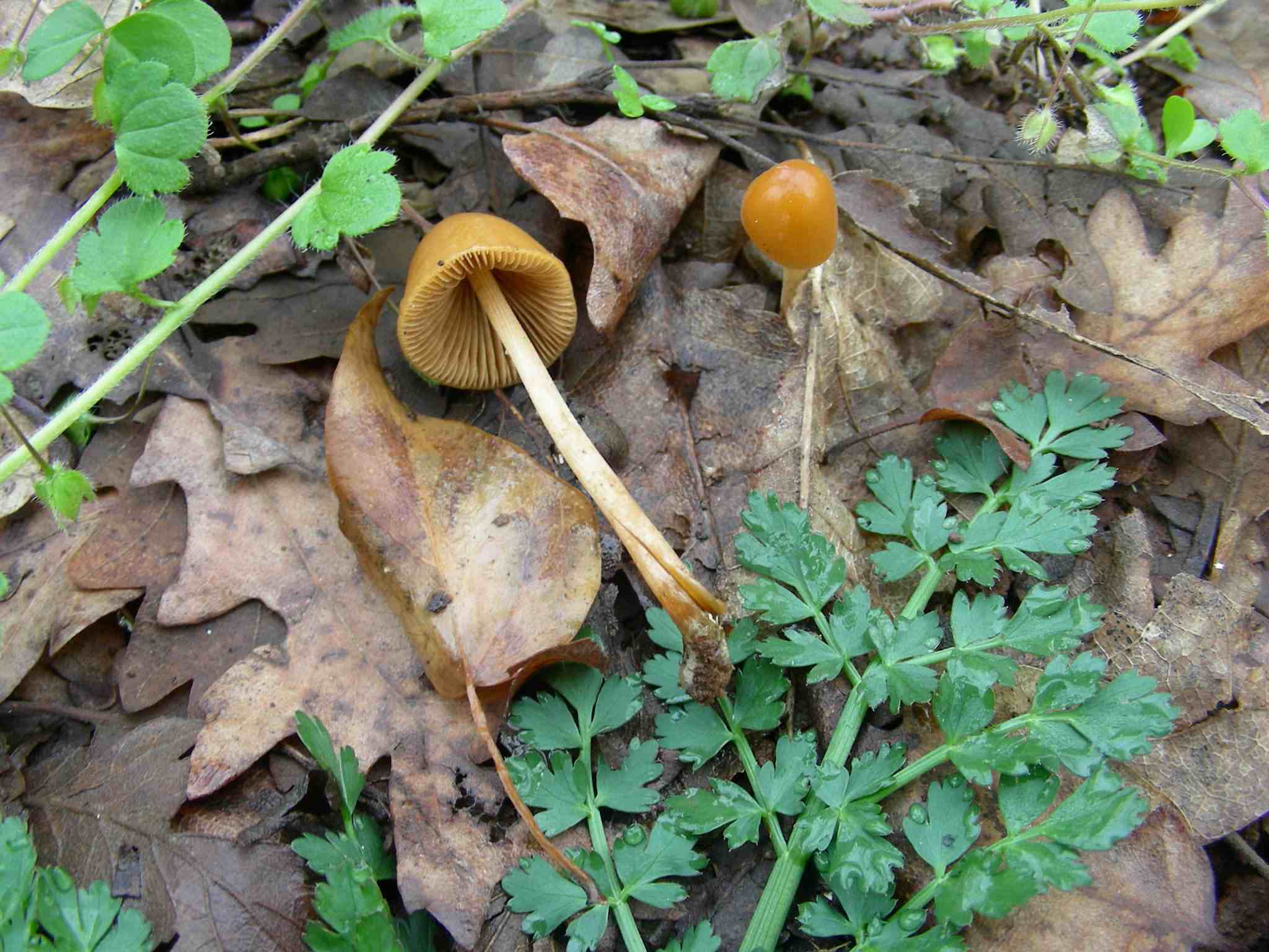 1949 Marzo vecchio ritrovamento